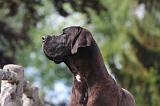 DOGUE ALLEMAND 834